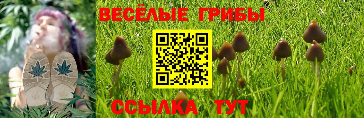 Галлюциногенные грибы Psilocybine cubensis Саров